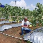 Petani Lebak Siap Panen Perdana Melon Premium di Lahan 4 Hektar